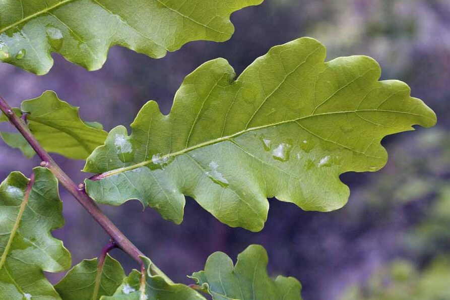 El Origen del Roble: Cómo el Cambio Climático y las Placas Tectónicas Moldearon uno de los Árboles Más Icónicos